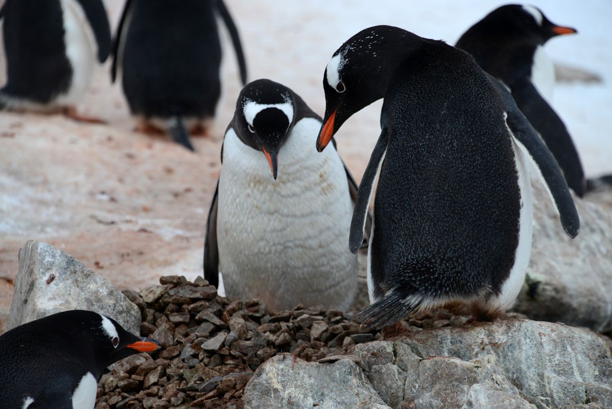 04E Two Gentoo Penguins Admire Their Nest In The Rocks At Neko Harbour On Quark Expeditions Antarctica Cruise